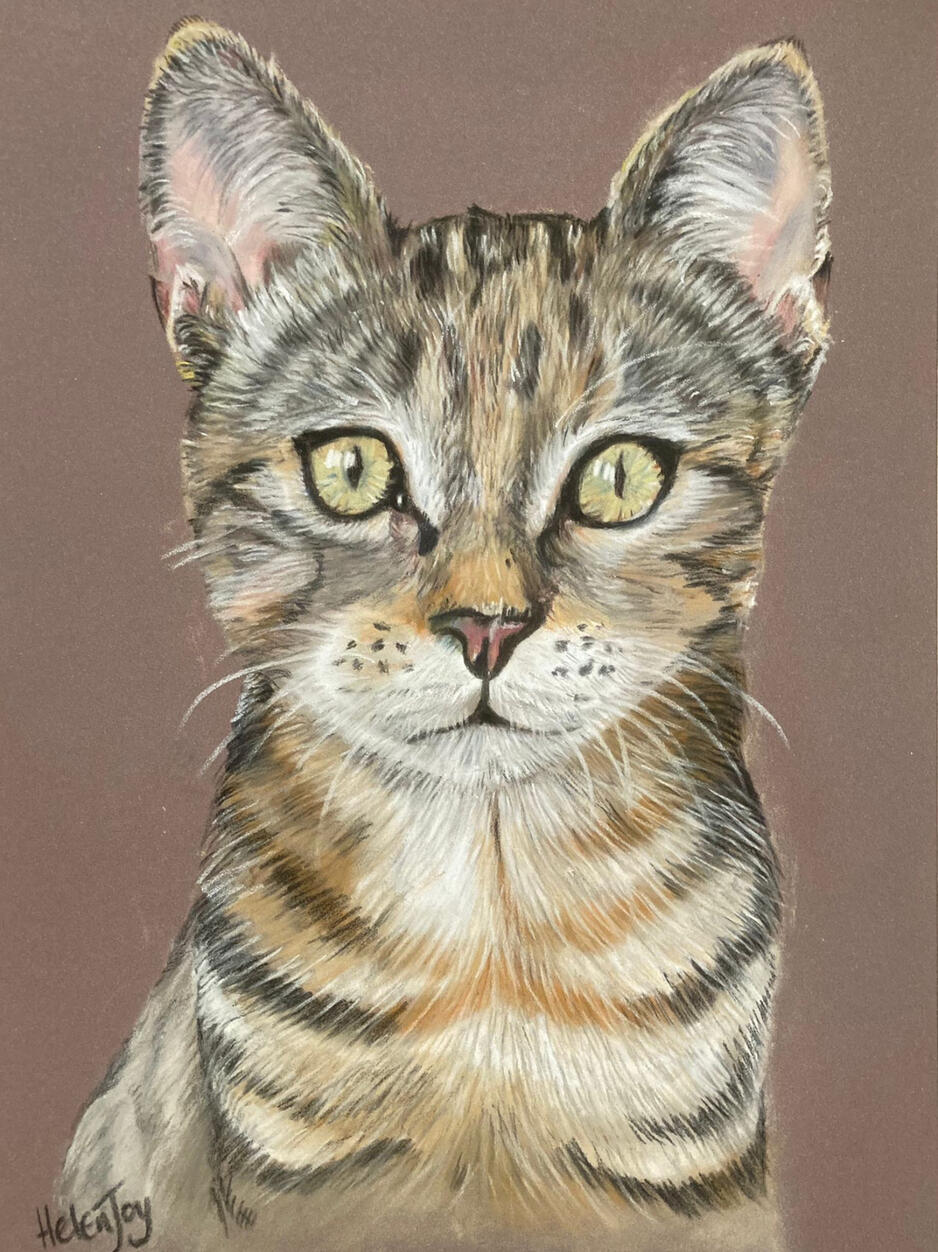 Border Colliers Portrait